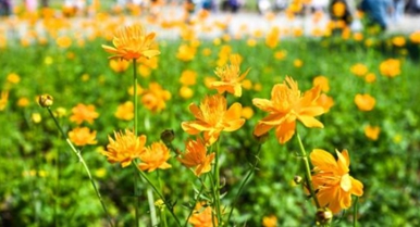 盛夏金莲川