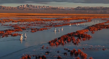 甘肃酒泉：成群天鹅在湿地游弋觅食
