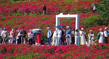 冬来赏花正当时