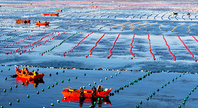 海洋牧场作业忙