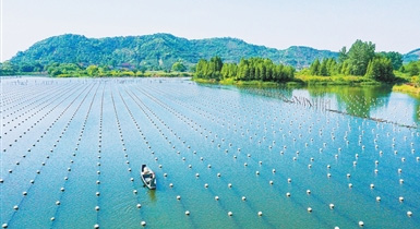 珍珠里的生态智慧