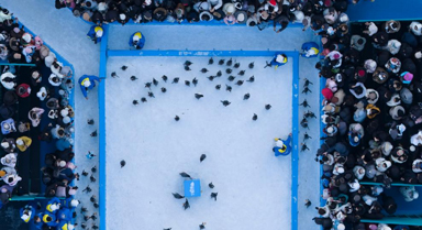 哈尔滨:百只企鹅巡游