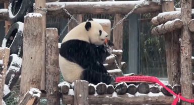 大熊猫萌兰雪中啃胡萝卜变糖霜宝宝