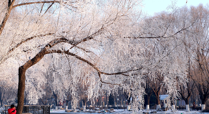 辽宁沈阳：雾凇美景醉游人