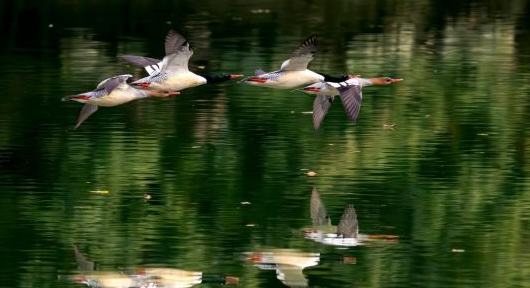 福建：中华秋沙鸭如期而至