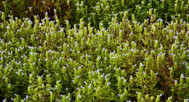 跳蚤草的重生:从濒危植物到"致富草"