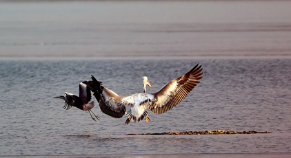 北京昌平：卷羽鹈鹕现身沙河水库