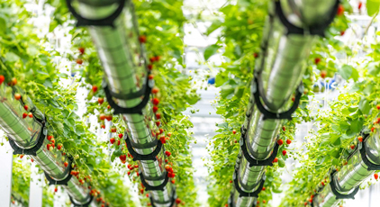 安徽六安：体验采摘“空中”草莓