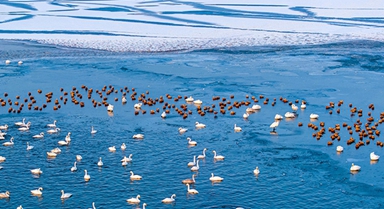 甘肃张掖：天鹅舞翩跹