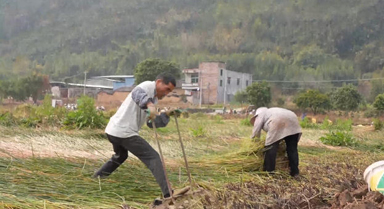 广西钟山：暖冬马蹄香 田间采收忙