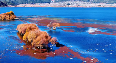 冬日丽江拉市海：湖畔浮光 鹤影共舞