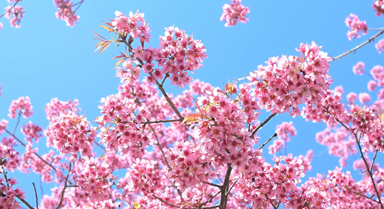 云南永德：冬樱花悄然盛放