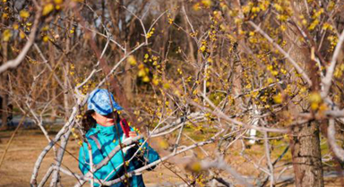 冬日济南腊梅飘香