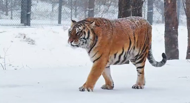 虎虎生威！雪天和东北虎超配的