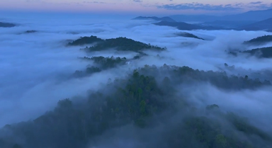 云南:南糯山云海翻涌 万亩古茶沐晨光