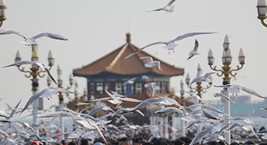 山东青岛：栈桥赏鸥