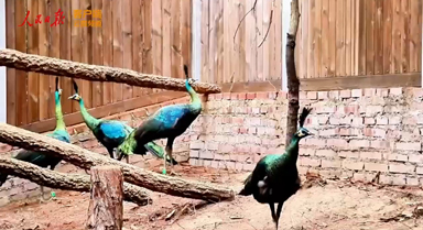 从消失到繁育成功，绿孔雀回归保护区