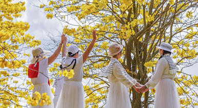 广西南宁:黄花风铃木盛开