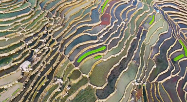 春耕的云南梯田宛如大地指纹