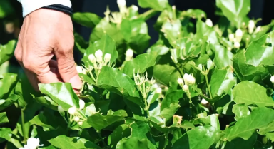 广西横州茉莉花正式开采啦